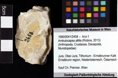 Foto (Objket + Etiketten) von Ambulocapsa altilis (Robins, 2013) 